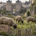 Cinq béliers avranchins en pâturage flash au jardin des remparts